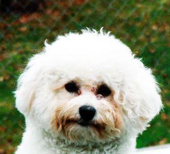 Bichon frisé