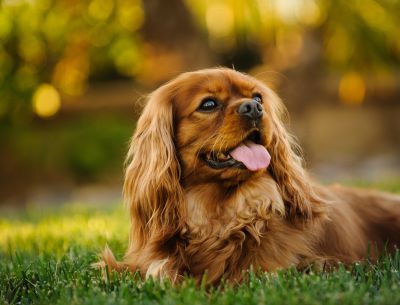 Cavalier King Charles