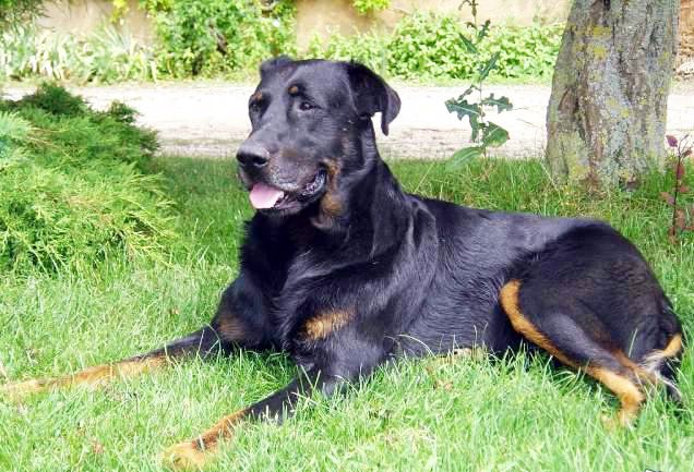 Chiot Beaucerons Dans La Region Centre Societe Augras