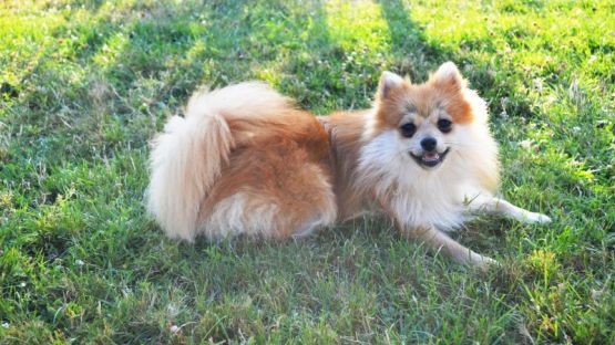 CHIOTS SPITZ ALLEMAND PETIT ET NAIN 