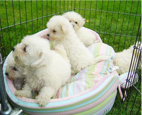 CHIOTS BICHON FRISE