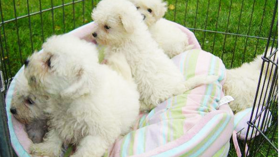 CHIOTS BICHON FRISE