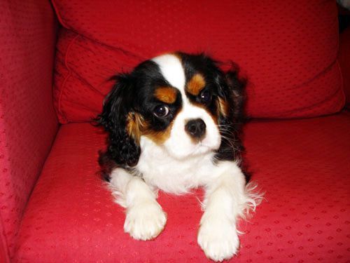 CHIOTS CAVALIER KING CHARLES