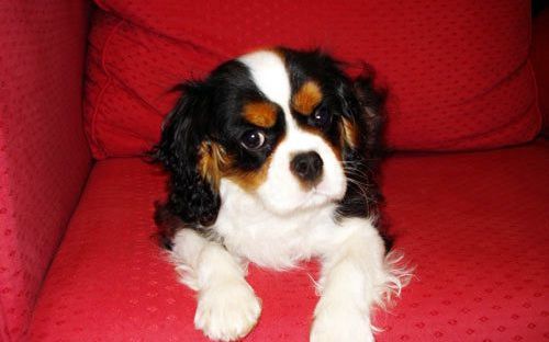 CHIOTS CAVALIER KING CHARLES