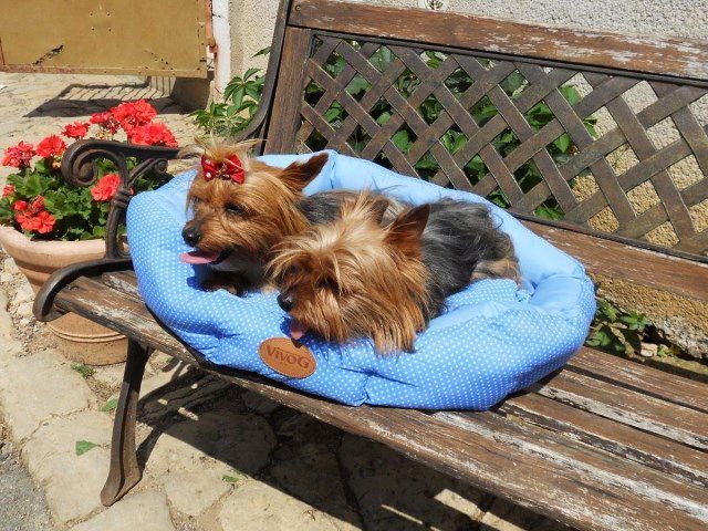 Chiot Cavalier King Charles Dans La Region Centre Societe Augras Chiot Cavalier King Charles Dans La Region Centre Societe Augras